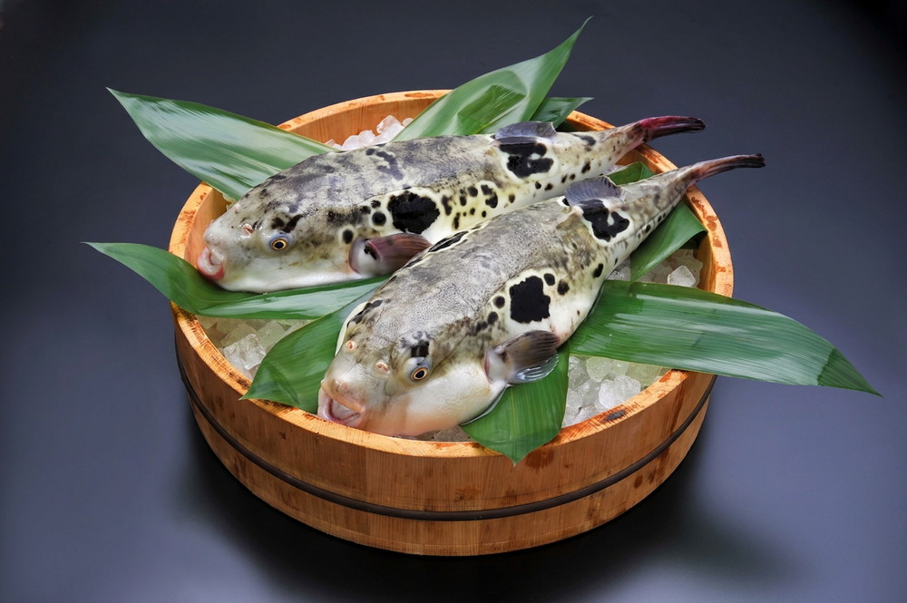とらふぐ