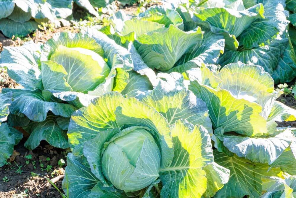 南知多の野菜